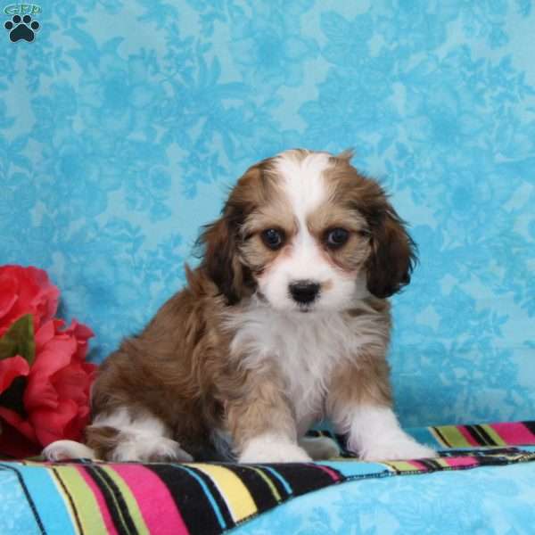 Sapphire, Cavachon Puppy